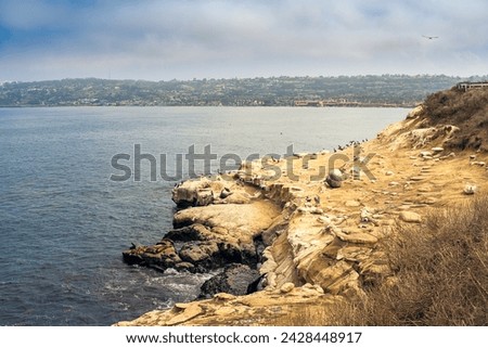 THE LA JOLLA COVES ROCKY SHORELINE WITH SHORE BIRDS AND SEA LIONS AND LA JOLLA SHORES N THE BACKGROUND WITH A NICE SKY NEAR SAN DIEGO Royalty-Free Stock Photo #2428448917