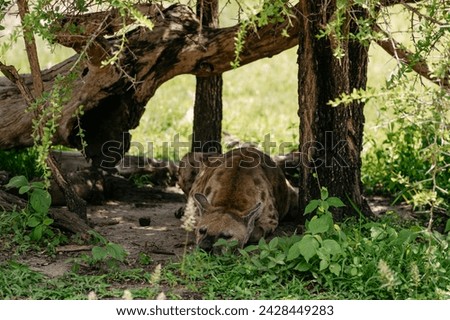 Close up picture of a hyena in african savanna. Hyena in the middle of savannah.