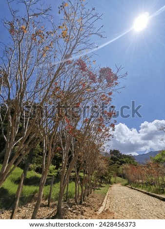 Cobblestone road on a sunny day with white clouds and blue sky, surrounded by trees with yellow and orange leaves, in the autumn season. In the background with mountains covered with green grass.