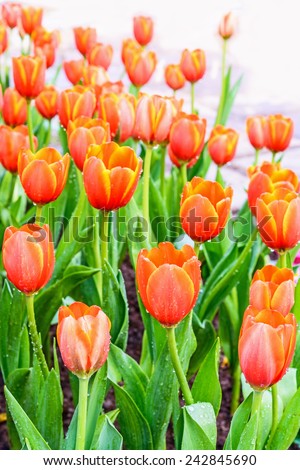Orange Tulips in the garden 