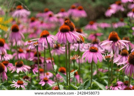 field of purple cone-flowers with shallow depth of field focusing