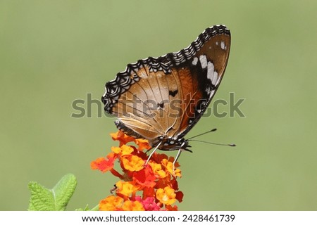 African monarch Danaus chrysippus, Kenya, East Africa Royalty-Free Stock Photo #2428461739
