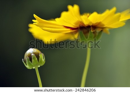 super macro shot of flower for beautiful background