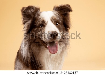 Dog in studio on  brown background 