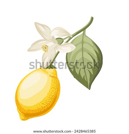 Lemons branch on white background