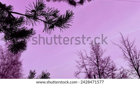 Pink sky and pine tree branch in magic forest. Background with bare trees in winter. Copy space. Violet toning. Evening in countryside. Soft focus. film grain pixel texture. Defocused.