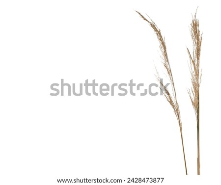 Dry cane seeds, withered grass isolated on white background with clipping path