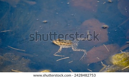 Ecology and behavior of Pelophylax ridibundus: The Marsh frog, at the pond. Winter season      Royalty-Free Stock Photo #2428482753