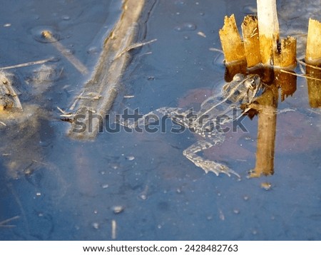 Ecology and behavior of Pelophylax ridibundus: The Marsh frog, at the pond. Winter season      Royalty-Free Stock Photo #2428482763