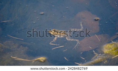 Ecology and behavior of Pelophylax ridibundus: The Marsh frog, at the pond. Winter season      Royalty-Free Stock Photo #2428482769