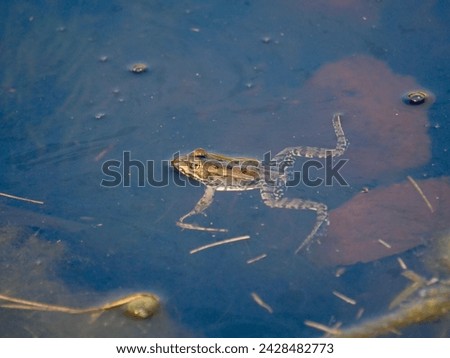Ecology and behavior of Pelophylax ridibundus: The Marsh frog, at the pond. Winter season      Royalty-Free Stock Photo #2428482773