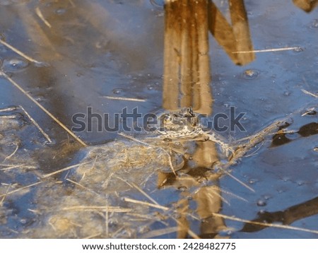 Ecology and behavior of Pelophylax ridibundus: The Marsh frog, at the pond. Winter season      Royalty-Free Stock Photo #2428482775