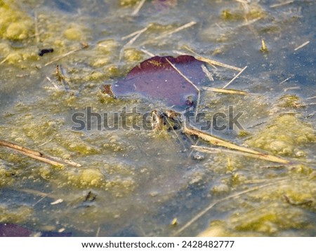 Ecology and behavior of Pelophylax ridibundus: The Marsh frog, at the pond. Winter season      Royalty-Free Stock Photo #2428482777