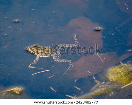 Ecology and behavior of Pelophylax ridibundus: The Marsh frog, at the pond. Winter season      Royalty-Free Stock Photo #2428482779