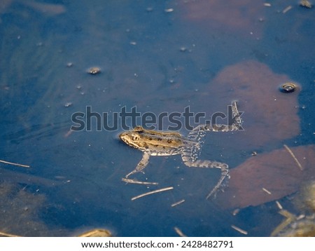 Ecology and behavior of Pelophylax ridibundus: The Marsh frog, at the pond. Winter season      Royalty-Free Stock Photo #2428482791