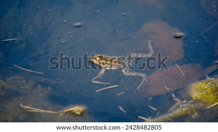 Ecology and behavior of Pelophylax ridibundus: The Marsh frog, at the pond. Winter season      Royalty-Free Stock Photo #2428482805