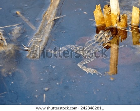 Ecology and behavior of Pelophylax ridibundus: The Marsh frog, at the pond. Winter season      Royalty-Free Stock Photo #2428482811