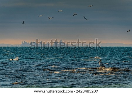 Pelican sits on rock with dolphins feeding in the background