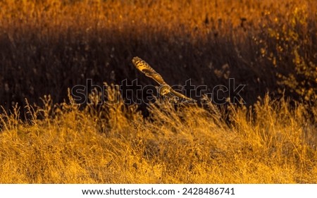 Short-eared owl (Asio flammeus) appearing to spot something on the ground while flying in golden hour in late autumn, East 90 - Skagit Wildlife Area Samish River Unit, Skagit County, Washington. 