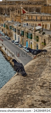 Malta pigeons - La Valetta city Royalty-Free Stock Photo #2428489247