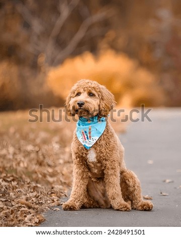 Picture of a cute and elegant dog sitting on the ground in the fall
.
.
(not made by ai)
