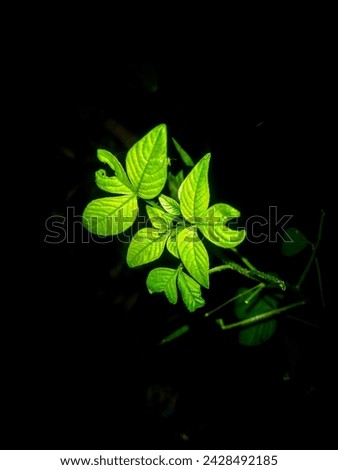 A green plant isolated in dark background