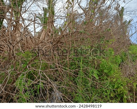 Dry branch of a dead tree on a background of undergrowth and forest