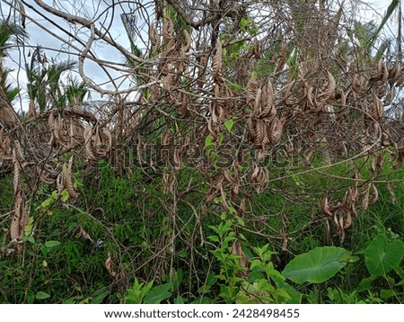 View of dead dry leaves and green leaves around them