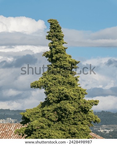 A sunlit italian cypress tree Cupressus sempervirens stands tall against a blue sky with clouds Royalty-Free Stock Photo #2428498987