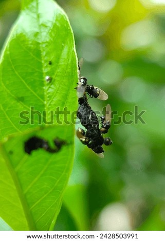 Close-up view, a group of flies feeding on the edge of a leaf with a bokeh background