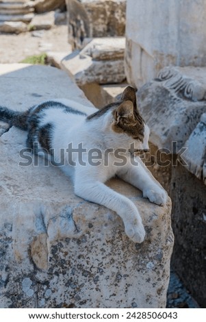 A relaxed cat lies atop a stone surface, blending into the tranquil ruins in Ephesus, Turkiye.