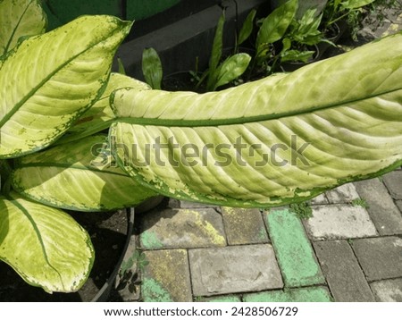 agloenema ornamental plant with beautiful colored leaves