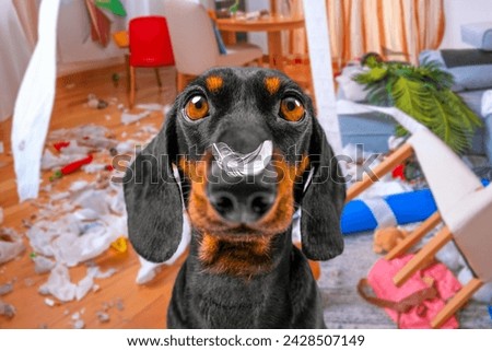 Portrait of dachshund dog with feather on nose, scattering furniture, garbage around room, making mess, looking with innocent, defenseless gaze An ill-mannered puppy destroys apartment alone at home Royalty-Free Stock Photo #2428507149
