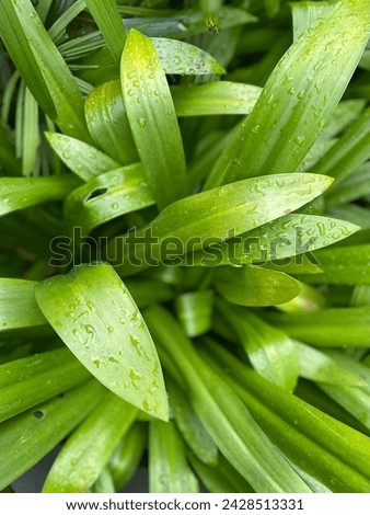 Water droplets on flowers in green garden Royalty-Free Stock Photo #2428513331