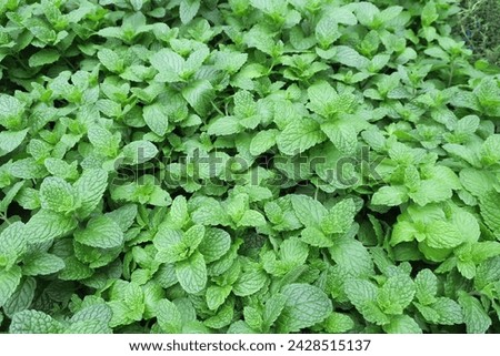 Peppermint is a hybrid species of mint, a cross between watermint and spearmint. Indigenous to Europe and the Middle East, the plant is now widely spread and cultivated in many regions of the world. Royalty-Free Stock Photo #2428515137