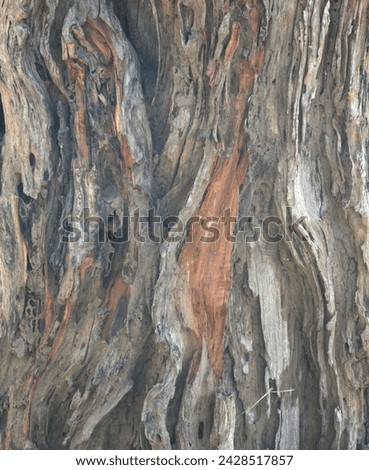 Old tree texture. Bark pattern, For background wood work, Bark of brown hardwood, thick bark hardwood, residential house wood. nature, tree, bark, hardwood, trunk, tree , tree trunk close up texture Royalty-Free Stock Photo #2428517857