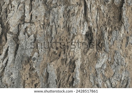 Old tree texture. Bark pattern, For background wood work, Bark of brown hardwood, thick bark hardwood, residential house wood. nature, tree, bark, hardwood, trunk, tree , tree trunk close up texture Royalty-Free Stock Photo #2428517861