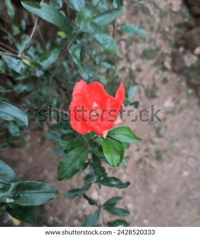 Pomegranate, Pomegranate flower, Punica granatum. Beautiful flower picture. New flower image.