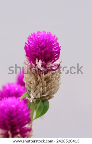 Closeup of purple globe amaranth flower aka celosia isolated on white background, image for mobile phone screen, display, wallpaper, screensaver, lock screen and home screen or background