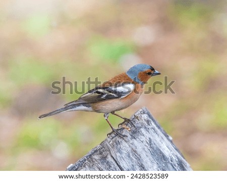 Common chaffinch sits on a tree. Beautiful songbird Common chaffinch in wildlife. The common chaffinch or simply the chaffinch, latin name Fringilla coelebs. Royalty-Free Stock Photo #2428523589