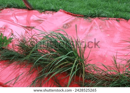 Photo green grass sprouted through a red awning. An uncut lawn.