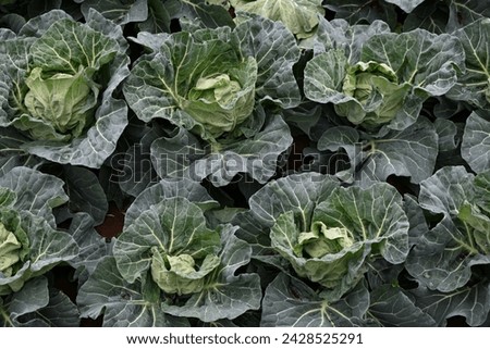 Cabbage cultivation. This vegetable
 is a healthy vegetable that contains vitamin U, which protects the stomach, and there are many types of cabbage, head cabbage, cavolo nero, and savoy cabbage. Royalty-Free Stock Photo #2428525291