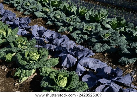 Cabbage cultivation. This vegetable
 is a healthy vegetable that contains vitamin U, which protects the stomach, and there are many types of cabbage, head cabbage, cavolo nero, and savoy cabbage. Royalty-Free Stock Photo #2428525309