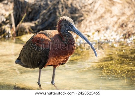 The glossy ibis, latin name Plegadis falcinellus, searching for food in the shallow lagoon. A brown ibis stands in the water on the shore of the lake. Royalty-Free Stock Photo #2428525465