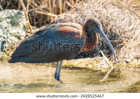 The glossy ibis, latin name Plegadis falcinellus, searching for food in the shallow lagoon. A brown ibis stands in the water on the shore of the lake. Royalty-Free Stock Photo #2428525467