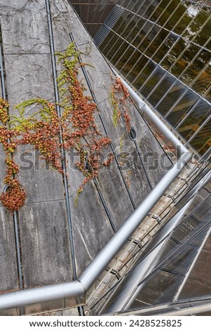 Green Vines on Concrete Wall with Metallic Handrail and Glass Roof