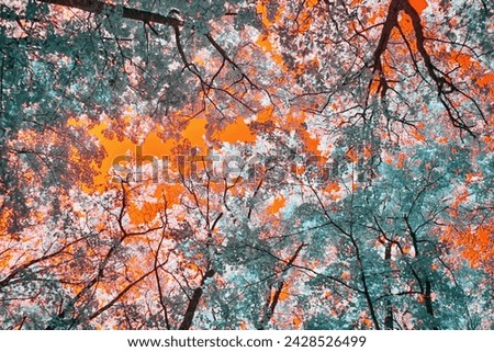Surreal Infrared Forest Canopy with Fiery Sky - Upward View