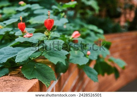 Red Flowers and Green Foliage on Brick Ledge, Shallow Depth Field