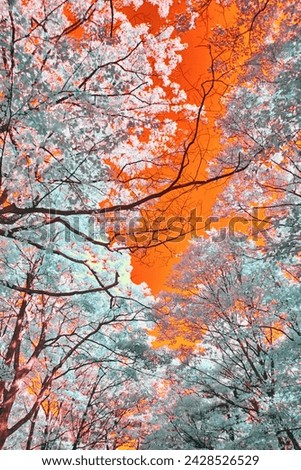 Surreal Infrared Forest Canopy with Fiery Sky - Upward View