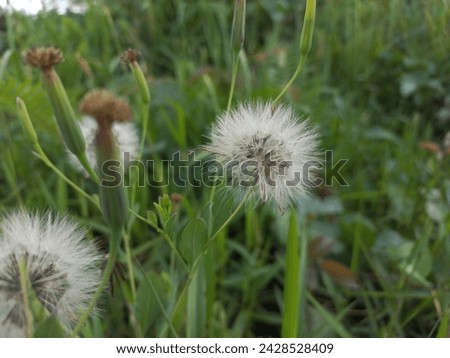Dandelion flower, devil's fur, natural devil's fur plant, devil's fur pollen plant. Flowers with white feathers in the garden